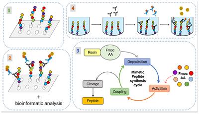 In silico and in vitro Evaluation of Mimetic Peptides as Potential Antigen Candidates for Prophylaxis of Leishmaniosis